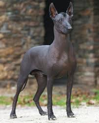 Click on a letter in the navigation bar or just enter a syllabe above to get a list of animals that start with the letter you want. 6 Amazing Animals That Start With The Letter X Mexican Hairless Dog Xoloitzcuintli Hairless Dog