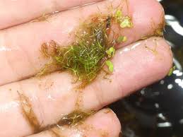 Image result for Wolffiella repanda