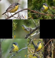 Birds With Yellow Feathers In Michigan Kirtland S Warbler Grayling Michigan Animals Bird Watching Michigan
