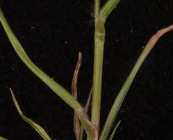 Image result for Eragrostis canescens