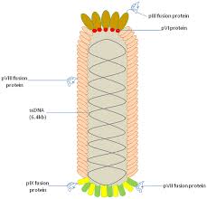.lambda (lambda) as a well tolerated interferon for the treatment of hepatitis delta virus infection. Phage Display Technique As A Tool For Diagnosis And Antibody Selection For Coronaviruses Springerlink