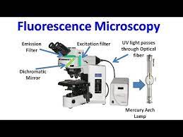 Fluorescence Microscopy Youtube