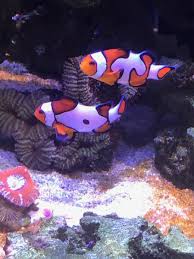What Are The Best Designer Clownfish Reef2reef Saltwater