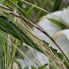 Image result for Polystachya tenuissima