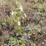 Image result for Habenaria schimperiana