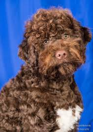 When i googled this breed, your. Lotsalire Lagotto Romagnolo Breeder Adelaide
