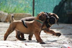 Black Boerboel Puppies For Sale Near Me Best Boerboel Puppies For Sale Careful Raising Fci Pedigrees And Worldwide Shipping Become A Part Of Out Mascot Millenium In 2020 Puppies For Sale Boerboel Puppies