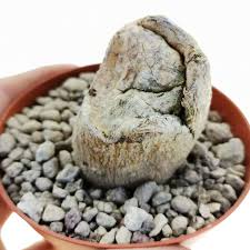 Image result for Cyphia