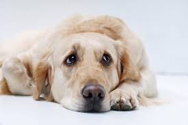 Our team at animal hospital of clemmons can diagnose the type of cancer, then work with your primary vet and provide treatment depending on prognosis and other factors. Dogs And Cancer Types Signs Symptoms Southwind Animal Hospital Memphis Vet