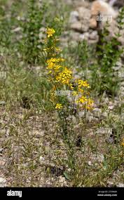 Image result for Hypericum quartinianum