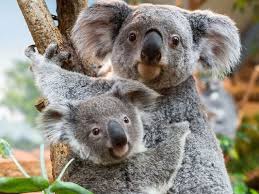 5 Most Uplifting Stories Of The Week Cuddly Animals Baby Animals Super Cute Cute Koala Bear