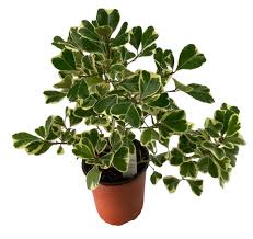 Image result for F kus Ficus