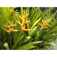Hal yang paling mencolok dari tanaman hias ini. Heliconia Pisang Pisangan Bunga Pisang Hias Minim Order 4 Pohon Shopee Indonesia