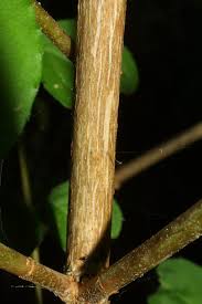Image result for Deutzia scabra
