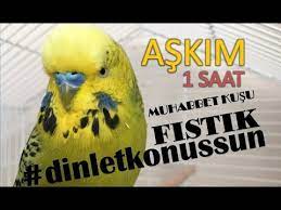 konusan muhabbet kusu fistik askim 1 saat dinlet konussun youtube