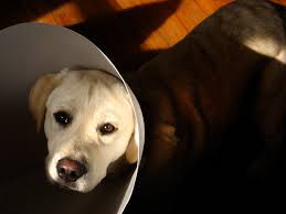 poor carl post surgery