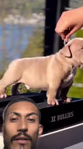 Perros De Raza Que No Eran