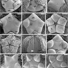 Image result for Metteniusaceae