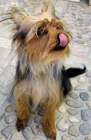 akil dolu oyuncu kopek yorkshire terrier kopek yavru kopek