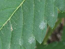The fungus develops mostly on leaves but also on stems. Applications For Tissue Culture In Cannabis Growing Part 2 Emergent Cannabis Sciences