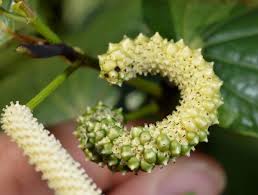 Image result for Piper capense