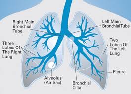 The stories below come from men and women whose lives have been touched by lung cancer. About Lung Cancer Swedish Medical Center Seattle And Issaquah