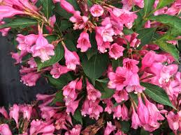Tree with pink flowers florida. Czechmark Twopink Weigela Florida Proven Winners