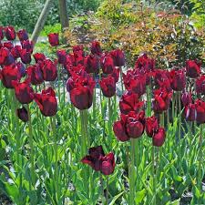 Havran Ist Eine Tulpe Pflanzen Tulpen Und Blumenzwiebeln