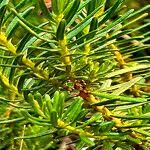 Image result for Phyllodoce breweri