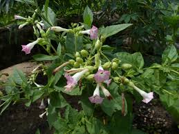 Image result for Nicotiana tabacum