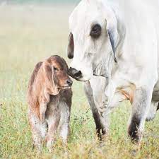 However brahman cattle are also known as very good milkers. Brahman