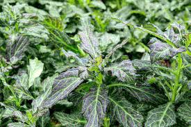 Published november 9, 2019 at 700 × 700 in inilah cara menanam tanaman obat daun dewa yang praktis. 11 Manfaat Daun Dewa Dan Cara Mengolahnya Doktersehat