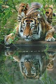 Account Suspended Majestic Animals Animals Wild Animals