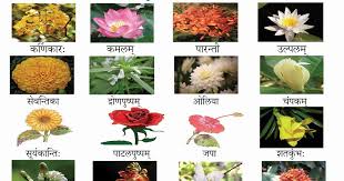 Winter season flowers name in odia. Flora Name With Hindi And English