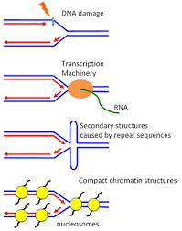 Dna Replication Checkpoint Dna Synthesis Learn Science At Scitable