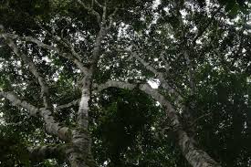 Image result for Tessmannia