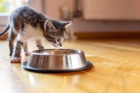 Chili peppers contain a substance called capsaicin, which gives peppers their characteristic pungence, producing mild to intense spice when eaten. Can Cats Eat Spicy Food Avoderm