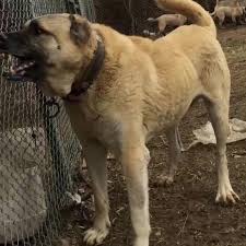 Baba Kiral Akkus Polat Kangal Turkiye Coban Kopekleri