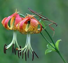 Flower is an unincorporated community in braxton county, west virginia, united states. Carolina Lily State Wildflower State Symbols Usa