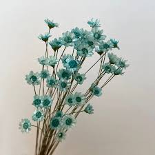 O-X377 Venta al por mayor Boda Ramo Grande Flores Secas Eternas Flores  Reales Conservadas Margarita Estrella Crisantemo Flor Estrella de Brasil ...