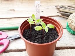 Check spelling or type a new query. Mexican Sunflower How To Sow Grow Care For With Images And Guide