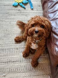All puppies are from local breeders and have a health guarantee. Cavapoo Puppies For Sale Washington Dc 334251