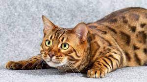 Bengal Cat Bengal Cat Beautiful Cats Cat Breeds