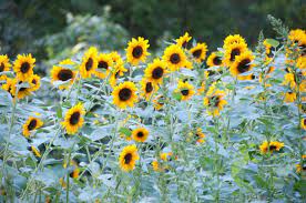 The plants sitting on your windowsill or taking root outdoors can alleviate a variety of skin issues, leaving you with beautiful, glowing skin. Like Animals Plants Have Skin That Reacts To The Environment Around Them And This Is Crucial
