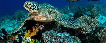 What To Know When Planning A Belize Scuba Diving Trip Belize Dive Haven