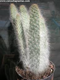 Simply push your cactus soil into its pot when you unpack it. Austrocylindropuntia Vestita Or Old Man Opuntia Care And Growing