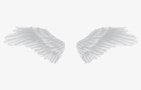 Free Angel Wings Png Clip Art With No Background Clipartkey Feeding, habitat, distribution, reproduction, anatomy and more. free angel wings png clip art with no