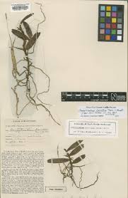 Image result for Monothecium glandulosum