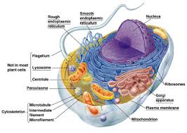 Animal cells are generally small in size and cell wall is absent. Cellular Organization Molecular And Cell Biology Biocyclopedia Com