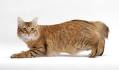 American Bobtail Cat Breeds - Cats In Care